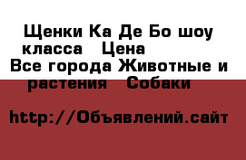 Щенки Ка Де Бо шоу класса › Цена ­ 60 000 - Все города Животные и растения » Собаки   